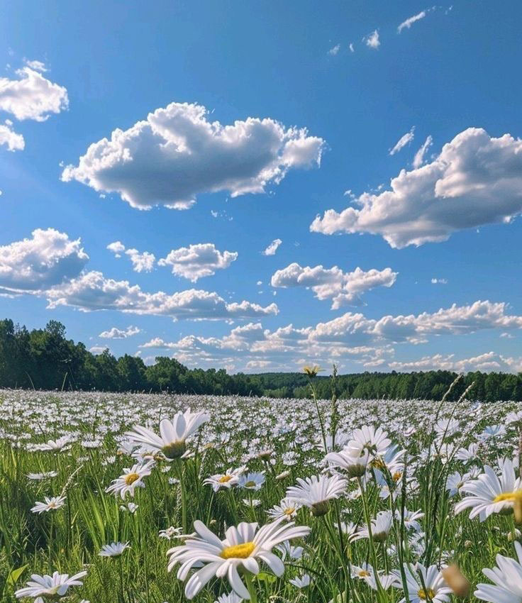 北海道の清々しい風景とお墓